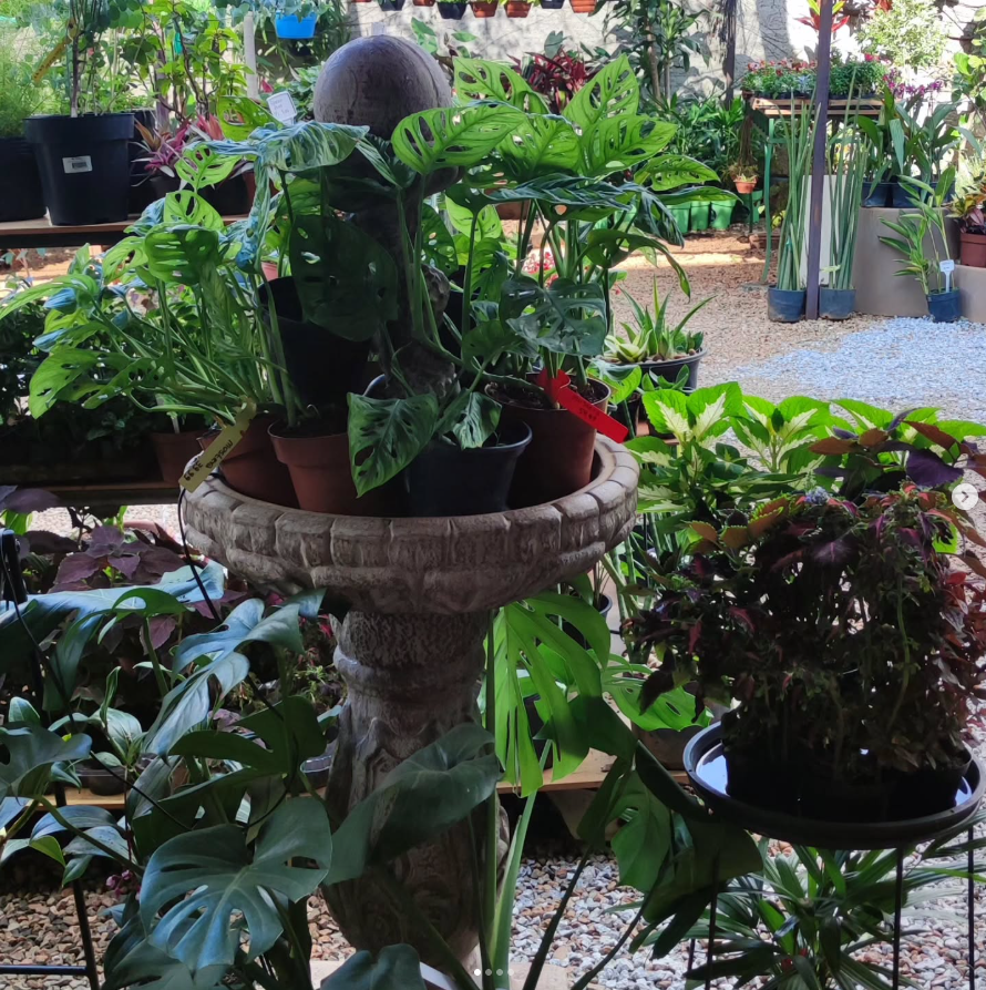 Monstera e outras plantas tropicais na Flora e Arts